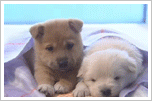 les chien